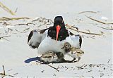 American Oystercatcher